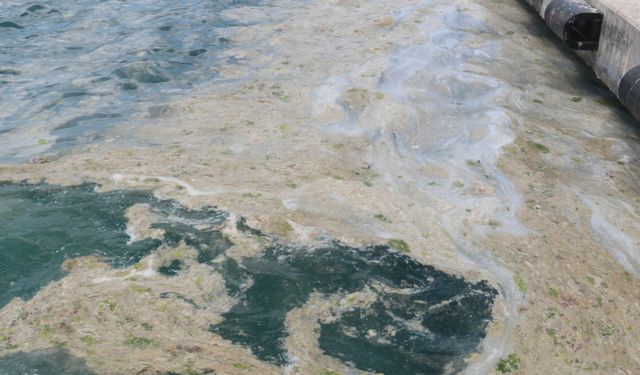 Marmara Denizi'nde Müsilaja Rastlandı Mı?