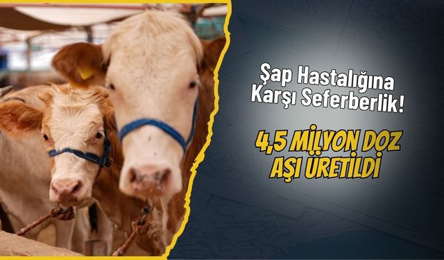 Şap Hastalığına Karşı Seferberlik! 4,5 Milyon Doz Aşı Üretildi