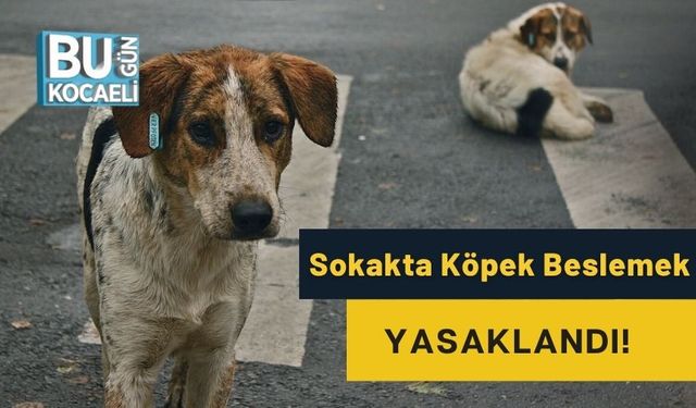 Sokakta Köpek Beslemek Yasaklandı!