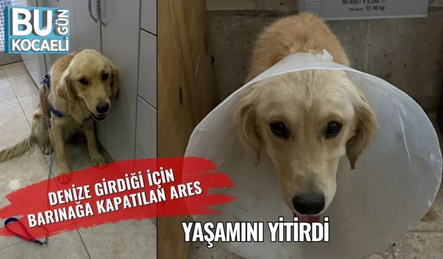 Denize Girdiği İçin Barınağa Kapatılan Ares, Yaşamını Yitirdi