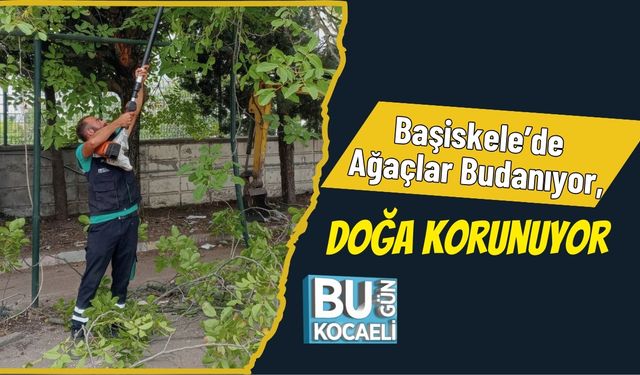 Başiskele’de Ağaçlar Budanıyor, Doğa Korunuyor