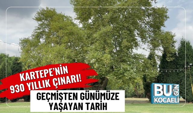 Kartepe’nin 930 Yıllık Çınarı! Geçmişten Günümüze Yaşayan Tarih