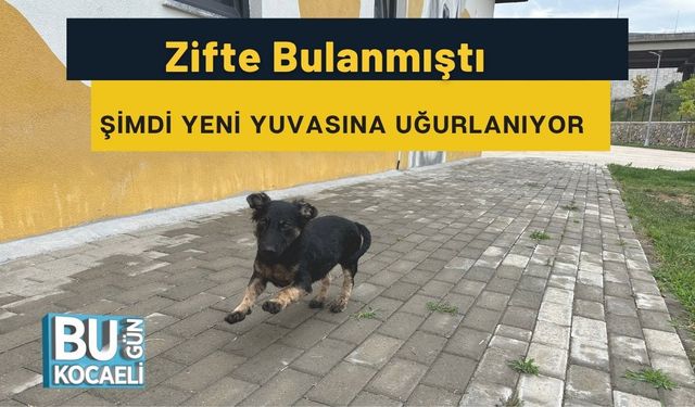 Zifte Bulanmıştı, Şimdi Yeni Yuvasına Uğurlanıyor