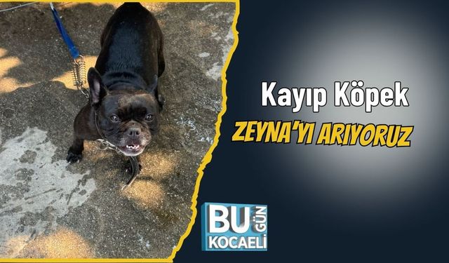 Kayıp Köpek ZEYNA’yı Arıyoruz