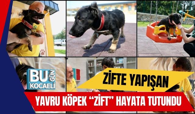 Zifte Yapışan Yavru Köpek “Zift” Hayata Tutundu