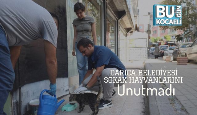 Darıca Belediyesi Sokak Hayvanlarını Unutmadı
