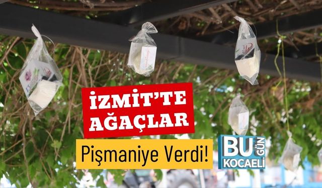 İzmit’te Ağaçlar Pişmaniye Verdi!