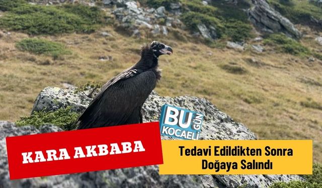 Kara Akbaba Tedavi Edildikten Sonra Doğaya Salındı
