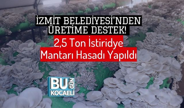 İzmit Belediyesi'nden Üretime Destek! 2,5 Ton İstiridye Mantarı Hasadı Yapıldı