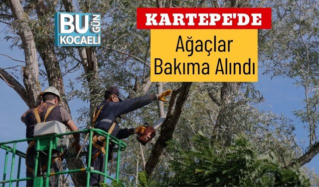 Kartepe'de Ağaçlar Bakıma Alındı