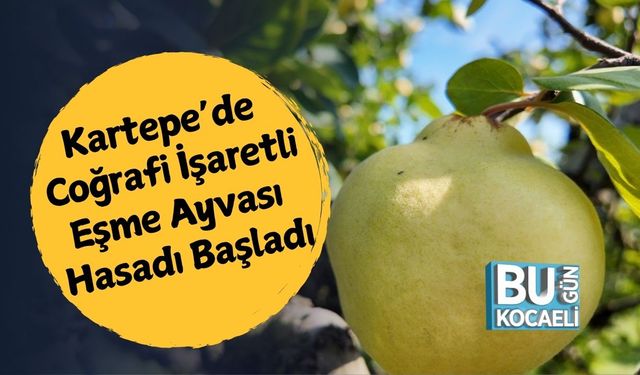 Kartepe’de Coğrafi İşaretli Eşme Ayvası Hasadı Başladı