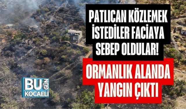 Patlıcan Közlemek İstediler Faciaya Sebep Oldular! Ormanlık Alanda Yangın Çıktı