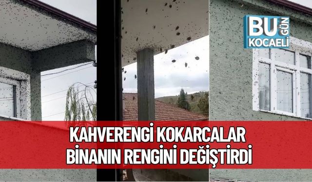 Şok Görüntü! Kahverengi Kokarcalar Binanın Rengini Değiştirdi