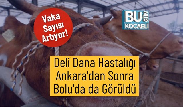 Vaka Sayısı Artıyor! Deli Dana Hastalığı Ankara'dan Sonra Bolu'da da Görüldü