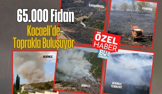 65.000 Fidan Kocaeli’de Toprakla Buluşuyor
