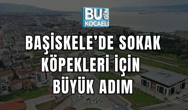 Başiskele’de Sokak Köpekleri İçin Büyük Adım