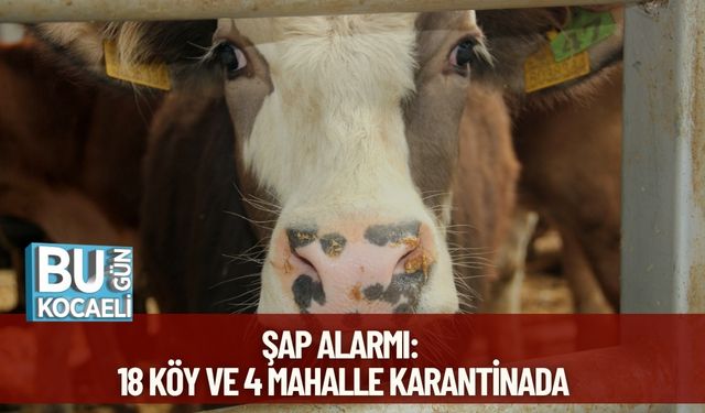 Şap Alarmı: 18 Köy ve 4 Mahalle Karantinada