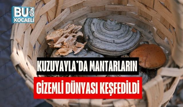 Kuzuyayla’da Mantarların Gizemli Dünyası Keşfedildi