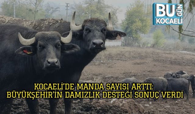 Kocaeli’de Manda Sayısı Arttı: Büyükşehir’in Damızlık Desteği Sonuç Verdi