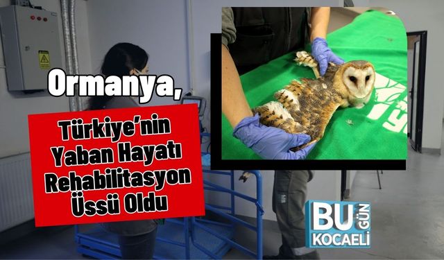Ormanya, Türkiye’nin Yaban Hayatı Rehabilitasyon Üssü Oldu