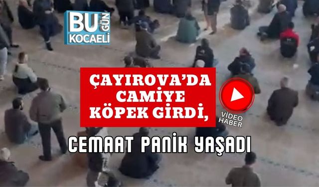 Çayırova’da Camiye Köpek Girdi, Cemaat Panik Yaşadı