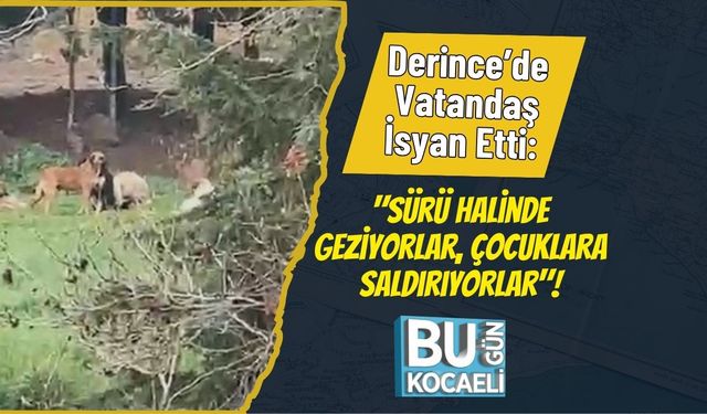 Derince’de Vatandaş İsyan Etti: "Sürü Halinde Geziyorlar, Çocuklara Saldırıyorlar"!