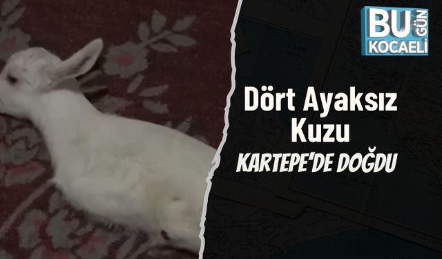Dört Ayaksız Kuzu Kartepe’de Doğdu