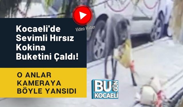 Kocaeli'de Sevimli Hırsız Kokina Buketini Çaldı! O Anlar Kameraya Böyle Yansıdı