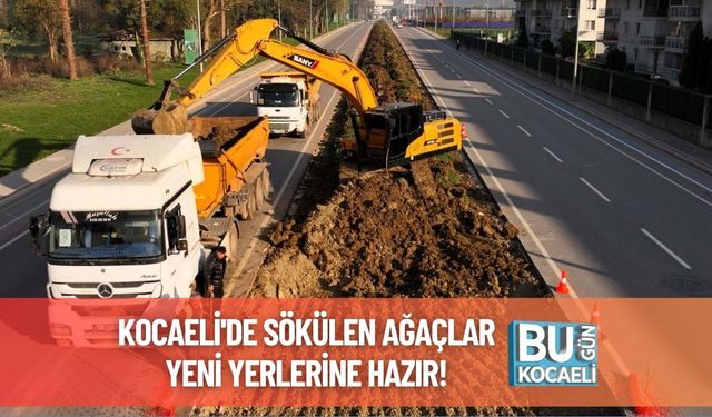 Kocaeli'de Sökülen Ağaçlar Yeni Yerlerine Hazır!