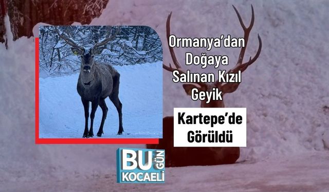 Ormanya’dan Doğaya Salınan Kızıl Geyik Kartepe’de Görüldü
