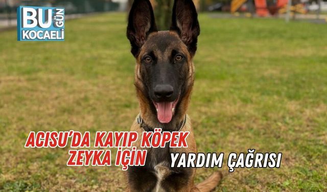 Acısu’da Kayıp Köpek Zeyka İçin Yardım Çağrısı