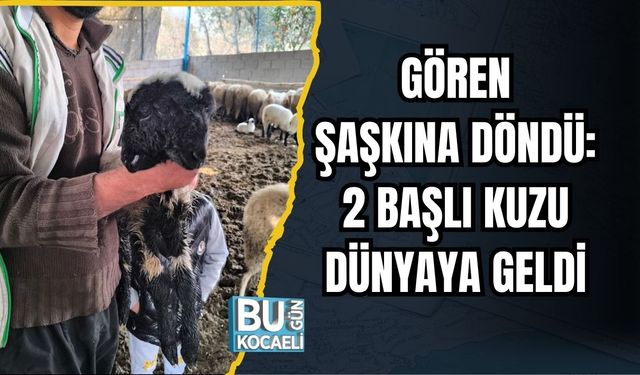 Gören Şaşkına Döndü: 2 Başlı Kuzu Dünyaya Geldi