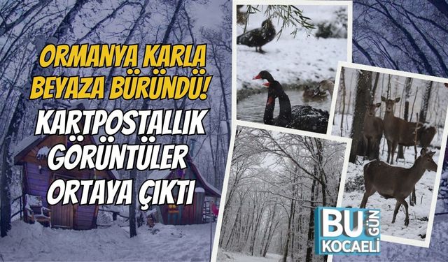 Ormanya Karla Beyaza Büründü! Kartpostallık Görüntüler Ortaya Çıktı