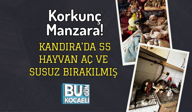 Korkunç Manzara! Kandıra’da 55 Hayvan Aç ve Susuz Bırakılmış