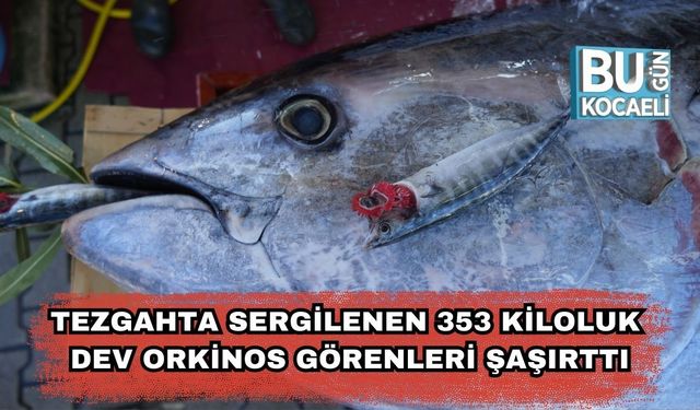 Tezgahta Sergilenen 353 Kiloluk Dev Orkinos Görenleri Şaşırttı