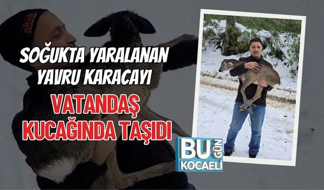 Soğukta Yaralanan Yavru Karacayı Vatandaş Kucağında Taşıdı