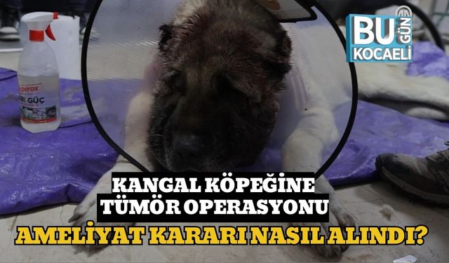 Kangal Köpeğine Tümör Operasyonu: Ameliyat Kararı Nasıl Alındı?