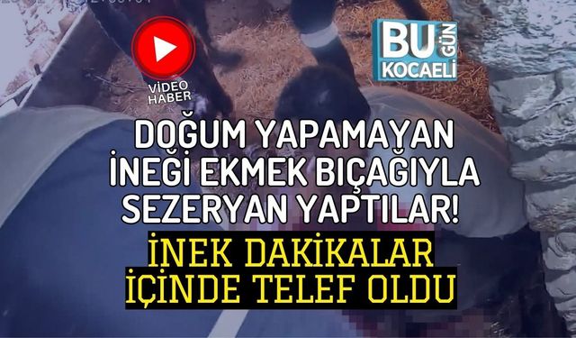 DOĞUM YAPAMAYAN İNEĞİ EKMEK BIÇAĞIYLA SEZERYAN YAPTILAR! İNEK DAKİKALAR İÇİNDE TELEF OLDU