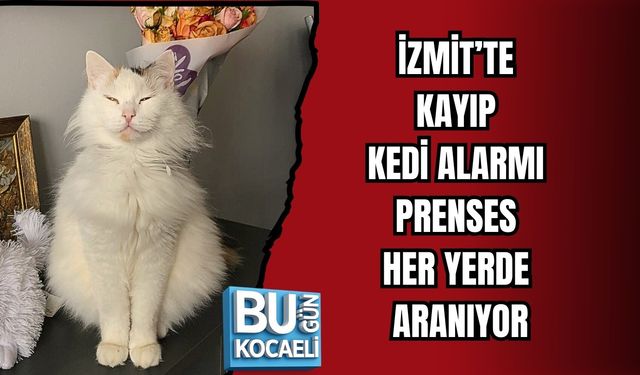 İZMİT’TE KAYIP KEDİ ALARMI: PRENSES HER YERDE ARANIYOR