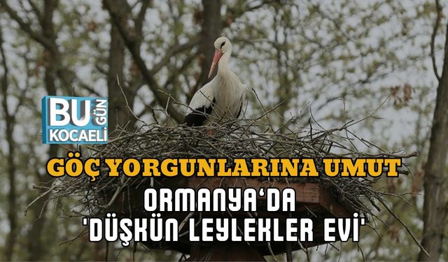 GÖÇ YORGUNLARINA UMUT: ORMANYA’DA 'DÜŞKÜN LEYLEKLER EVİ'