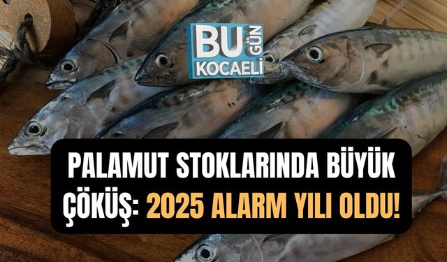 PALAMUT STOKLARINDA BÜYÜK ÇÖKÜŞ: 2025 ALARM YILI OLDU!