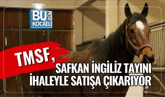 TMSF, SAFKAN İNGİLİZ TAYINI İHALEYLE SATIŞA ÇIKARIYOR