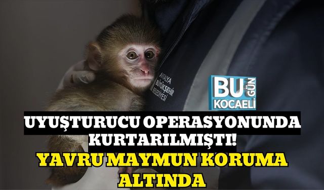 UYUŞTURUCU OPERASYONUNDA KURTARILMIŞTI!: YAVRU MAYMUN KORUMA ALTINDA