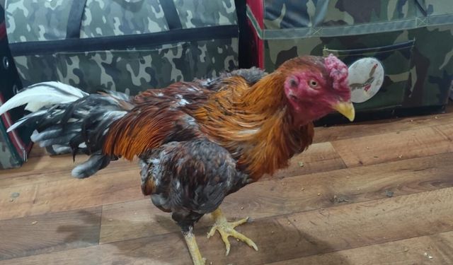 HOROZ DÖVÜŞÜNE BASKIN: 33 HAYVAN KURTARILDI