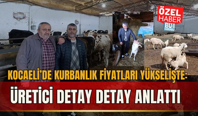 KOCAELİ’DE KURBANLIK FİYATLARI YÜKSELİŞTE: ÜRETİCİ DETAY DETAY ANLATTI