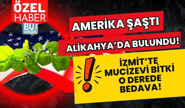 AMERİKA ŞAŞTI, İZMİT ALİKAHYA’DA BULUNDU! KANSER DÜŞMANI MUCİZEVİ BİTKİ O DEREDE BEDAVA!