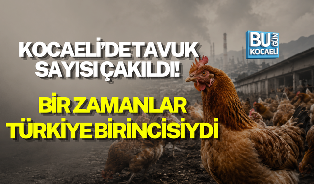 KOCAELİ’DE TAVUK SAYISI ÇAKILDI! BİR ZAMANLAR TÜRKİYE BİRİNCİSİYDİ