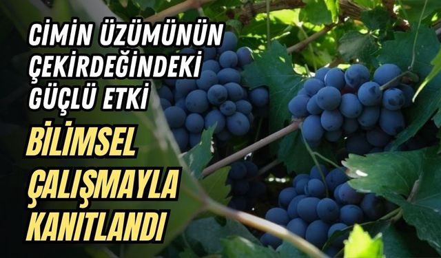 CİMİN ÜZÜMÜNÜN ÇEKİRDEĞİNDEKİ GÜÇLÜ ETKİ BİLİMSEL ÇALIŞMAYLA KANITLANDI