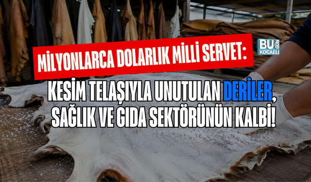 MİLYONLARCA DOLARLIK MİLLİ SERVET: KESİM TELAŞIYLA UNUTULAN DERİLER, SAĞLIK VE GIDA SEKTÖRÜNÜN KALBİ!