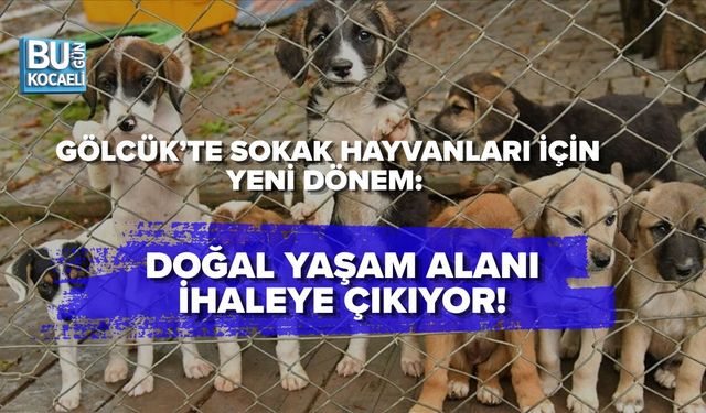 GÖLCÜK’TE SOKAK HAYVANLARI İÇİN YENİ DÖNEM: DOĞAL YAŞAM ALANI İHALEYE ÇIKIYOR